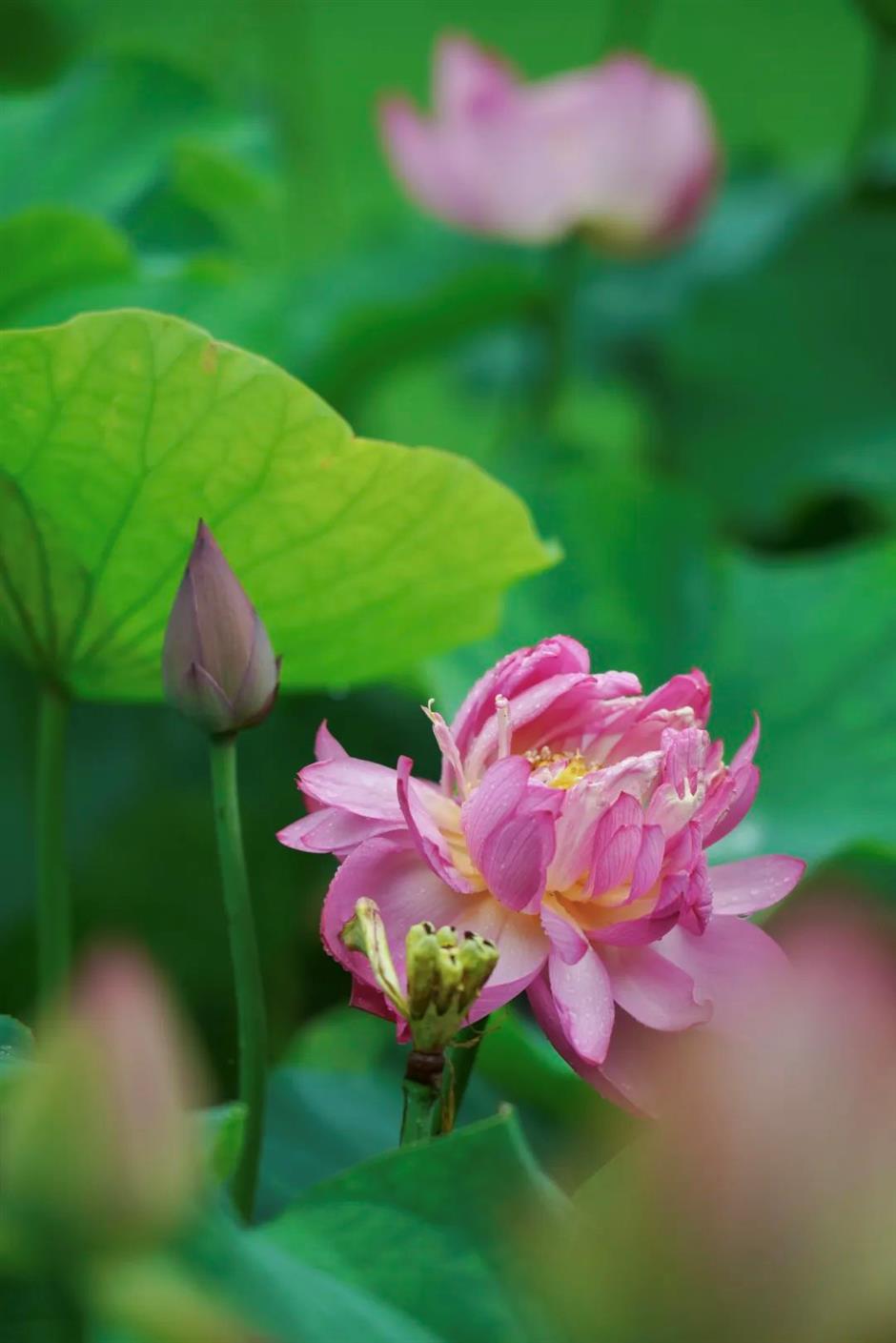 上海荷花睡莲展明起对公众开放