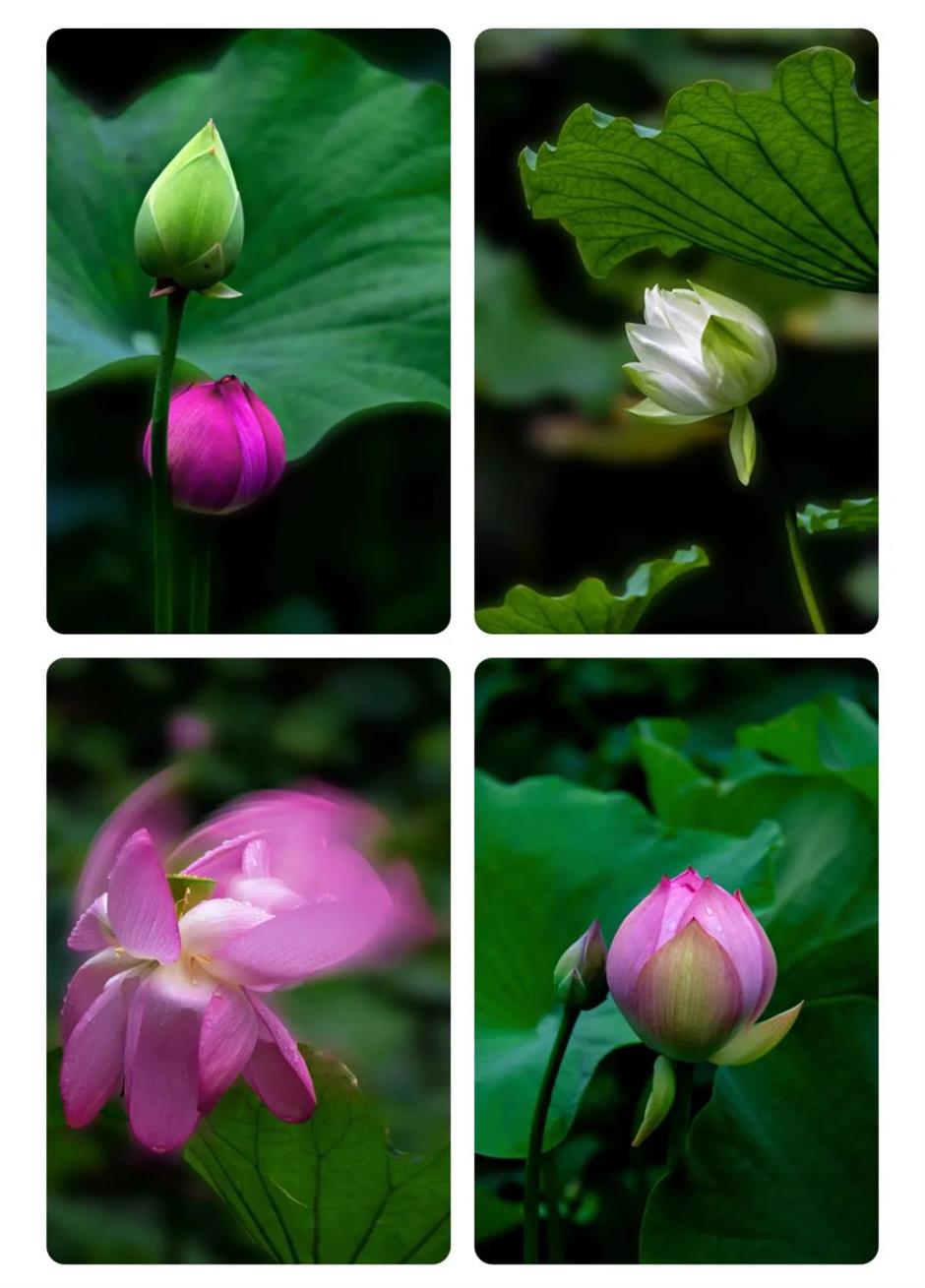 上海荷花睡莲展明起对公众开放