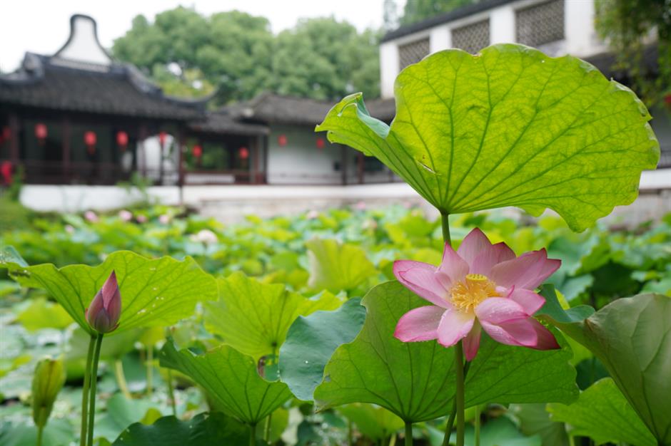 上海荷花睡莲展明起对公众开放