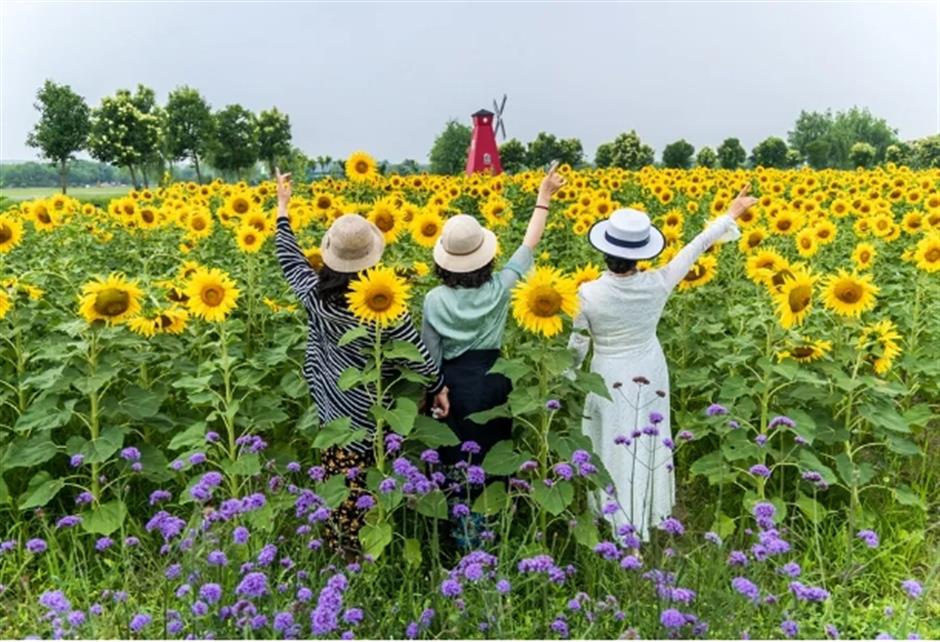 宫崎骏动画同款!上海有片超梦幻的向日葵花海绚烂绽放