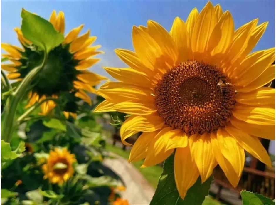 宫崎骏动画同款!上海有片超梦幻的向日葵花海绚烂绽放