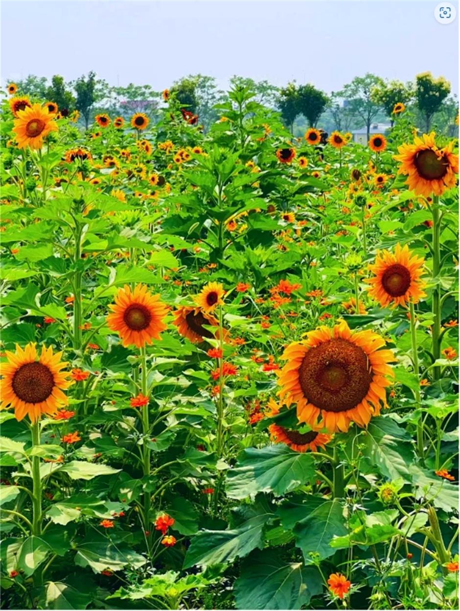 宫崎骏动画同款!上海有片超梦幻的向日葵花海绚烂绽放