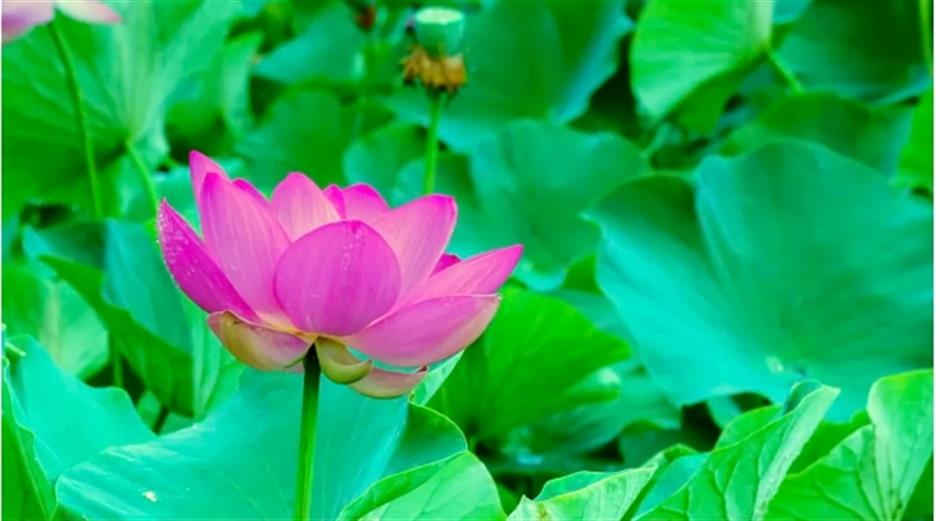 宫崎骏动画同款!上海有片超梦幻的向日葵花海绚烂绽放