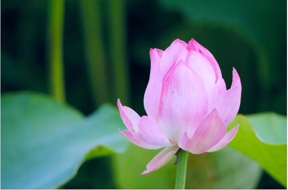 宫崎骏动画同款!上海有片超梦幻的向日葵花海绚烂绽放