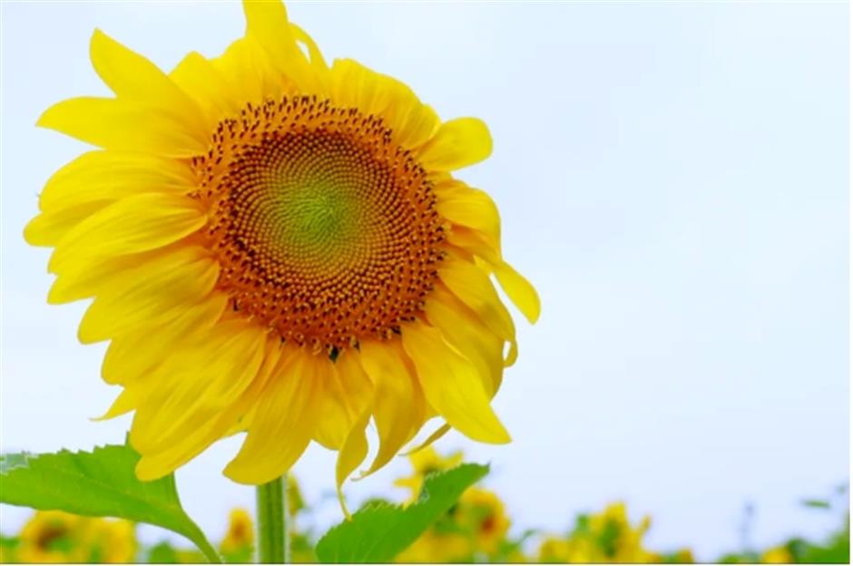 宫崎骏动画同款!上海有片超梦幻的向日葵花海绚烂绽放