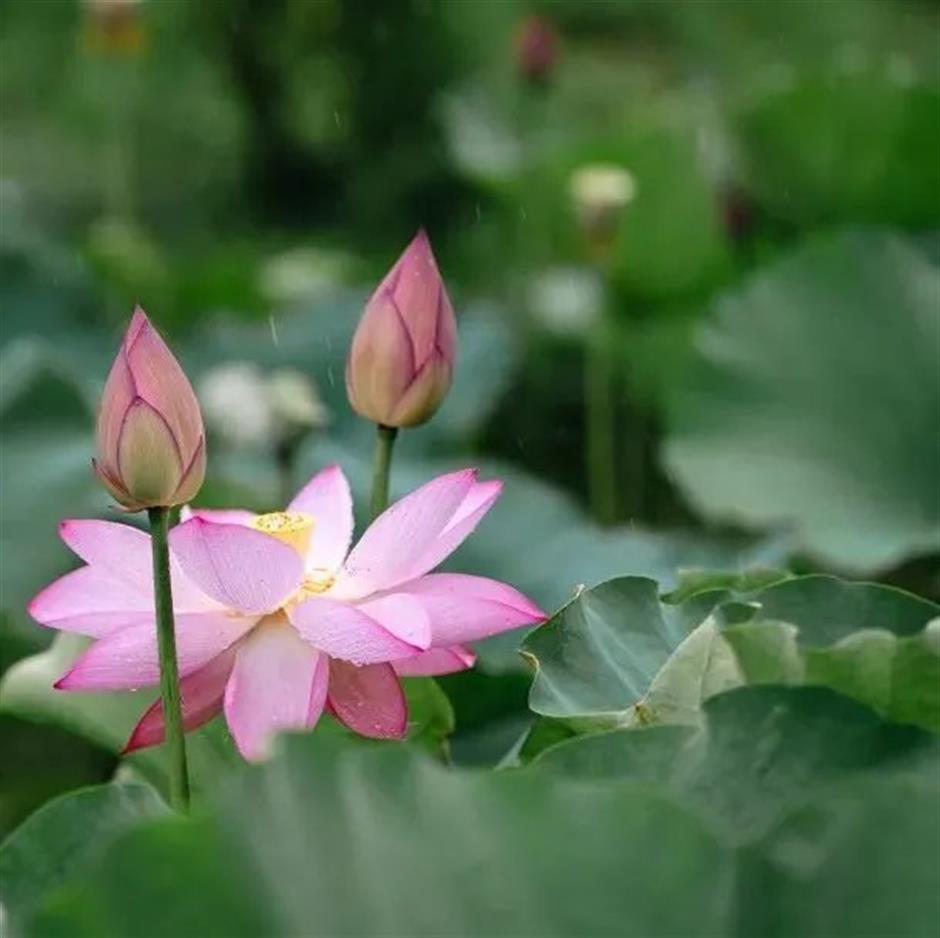 入伏啦!消夏賞荷正當時→
