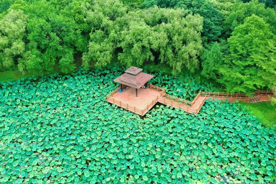 入伏啦!消夏賞荷正當時→