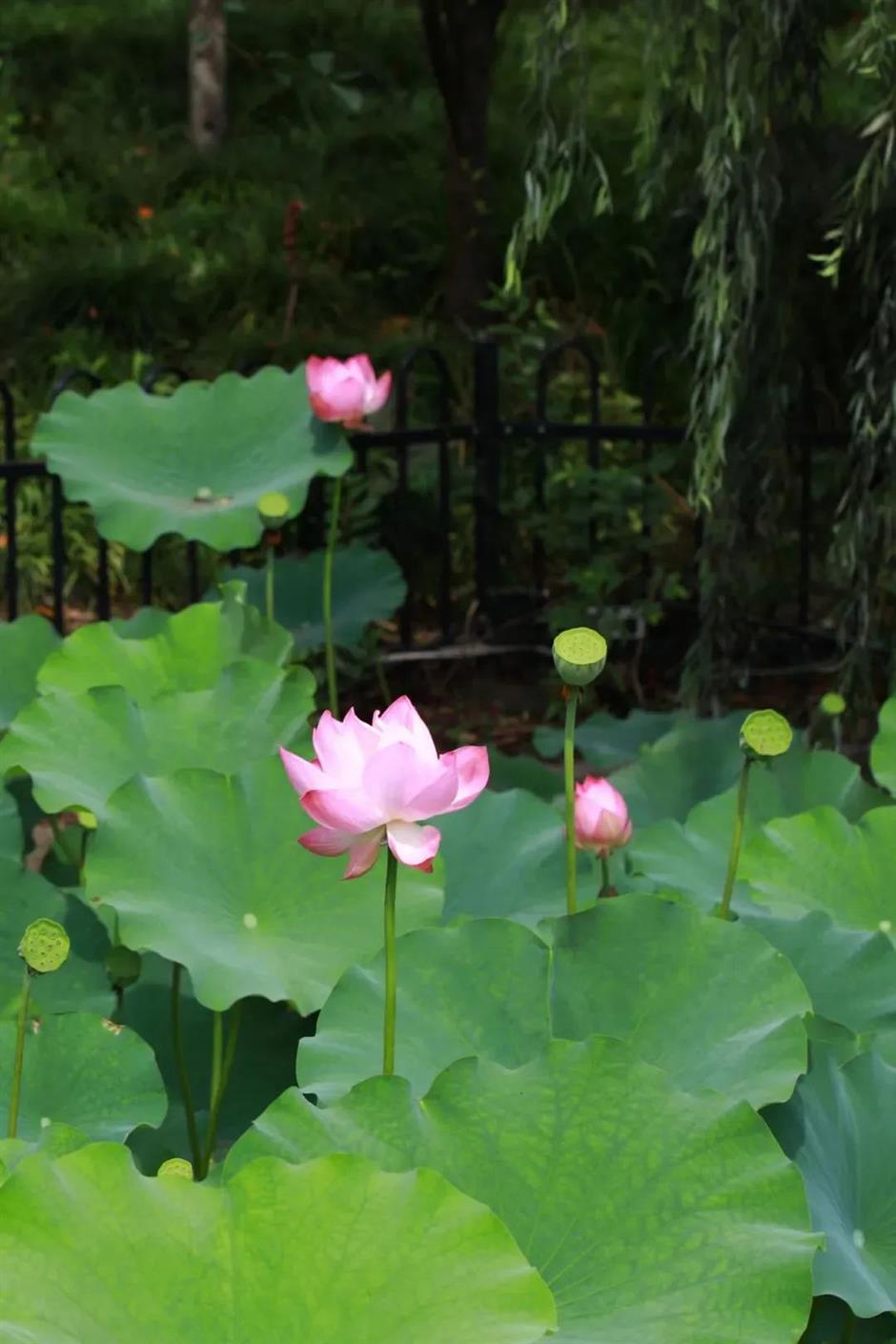 入伏啦!消夏賞荷正當時→