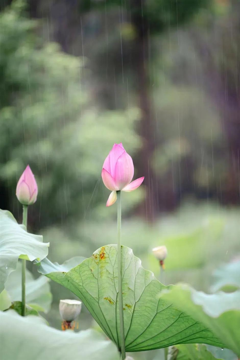 入伏啦!消夏賞荷正當時→