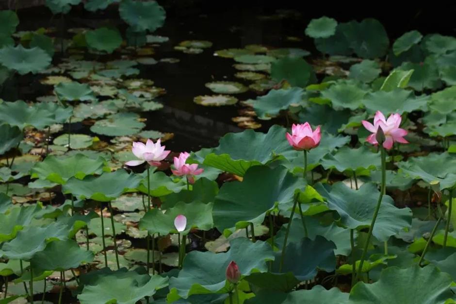 入伏啦!消夏賞荷正當時→