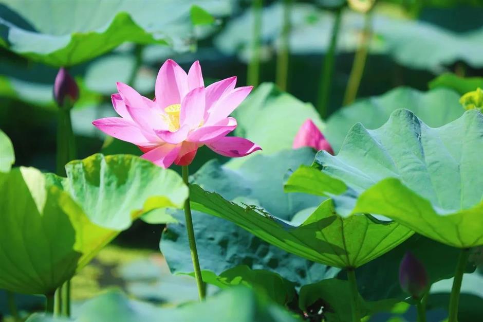 入伏啦!消夏賞荷正當時→