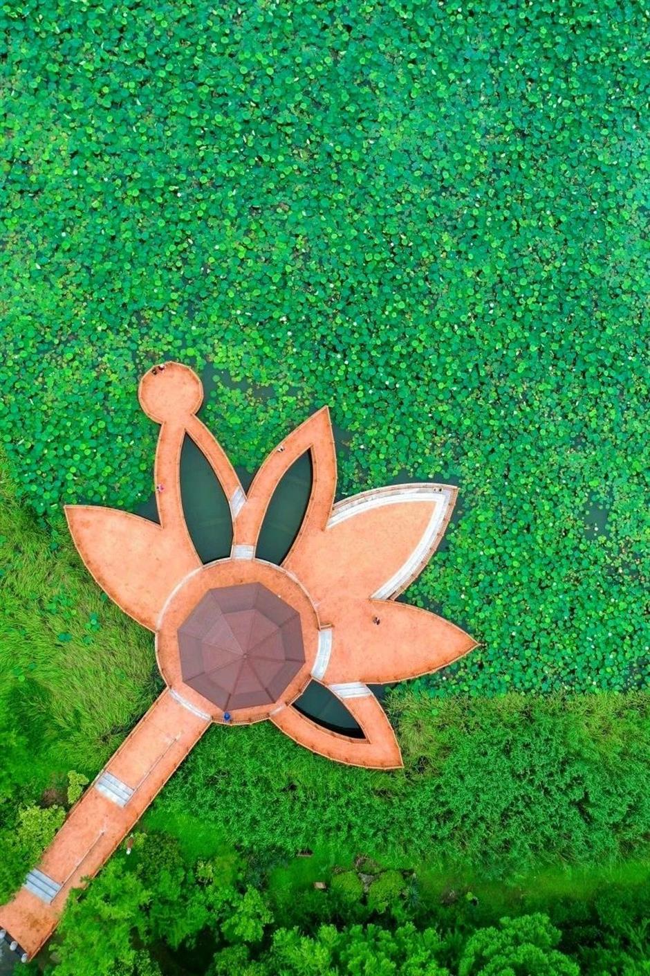 入伏啦!消夏賞荷正當時→