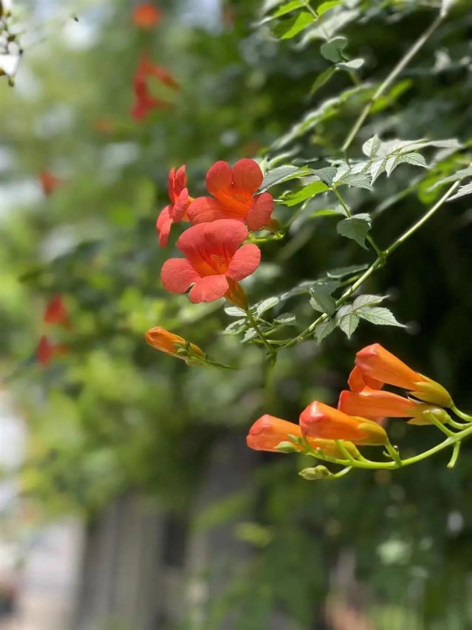 夏日绚烂的橙红色花海,在上海这些免费公园热烈绽放!