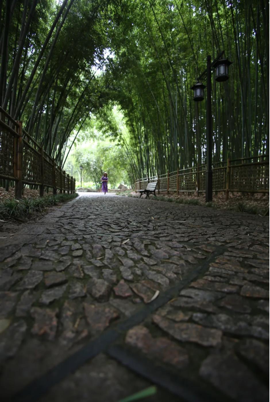 冷门避暑好去处,竹林秘境觅清凉