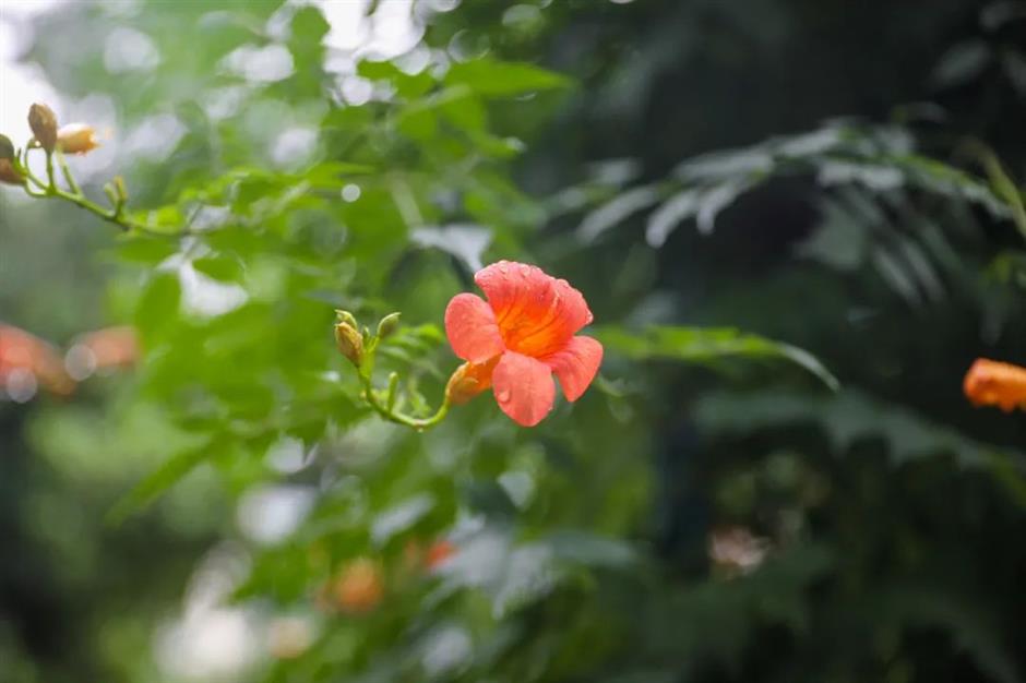夏日绚烂的橙红色花海,在上海这些免费公园热烈绽放!