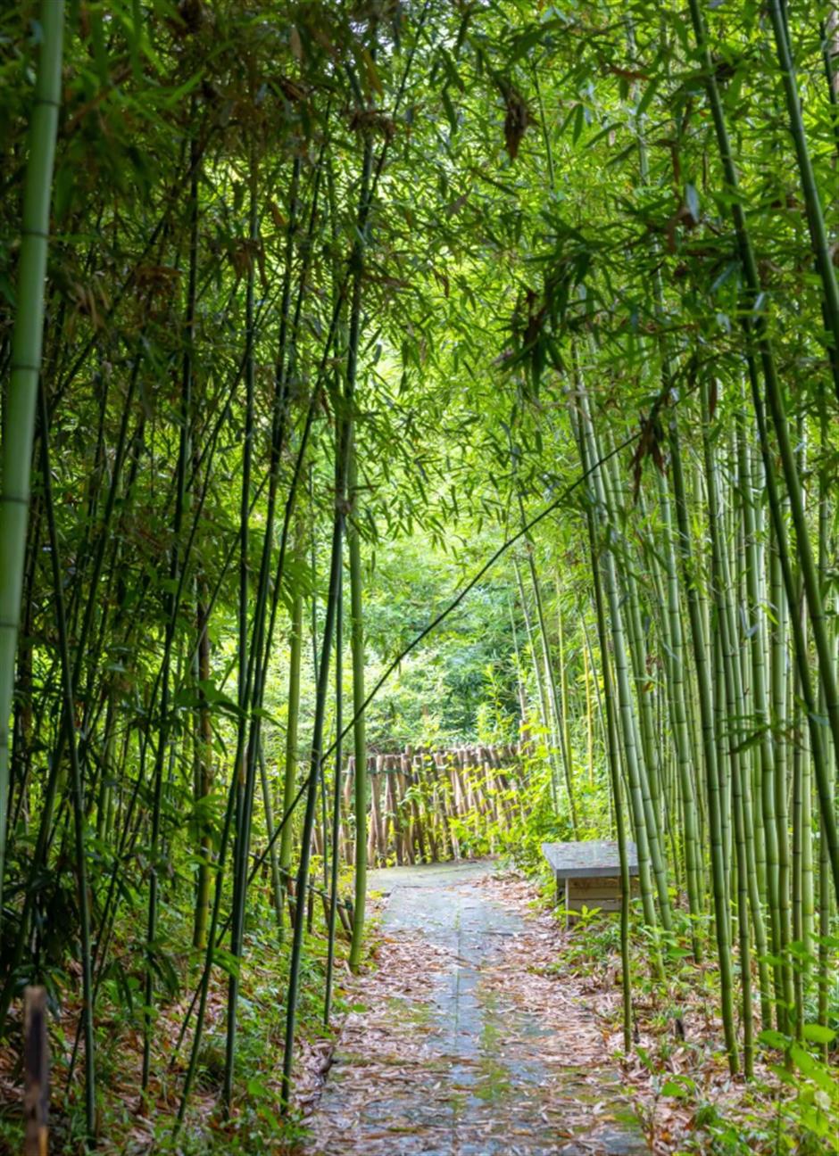 冷门避暑好去处,竹林秘境觅清凉