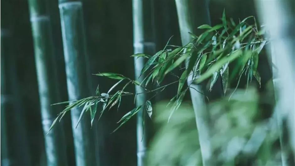 冷门避暑好去处,竹林秘境觅清凉