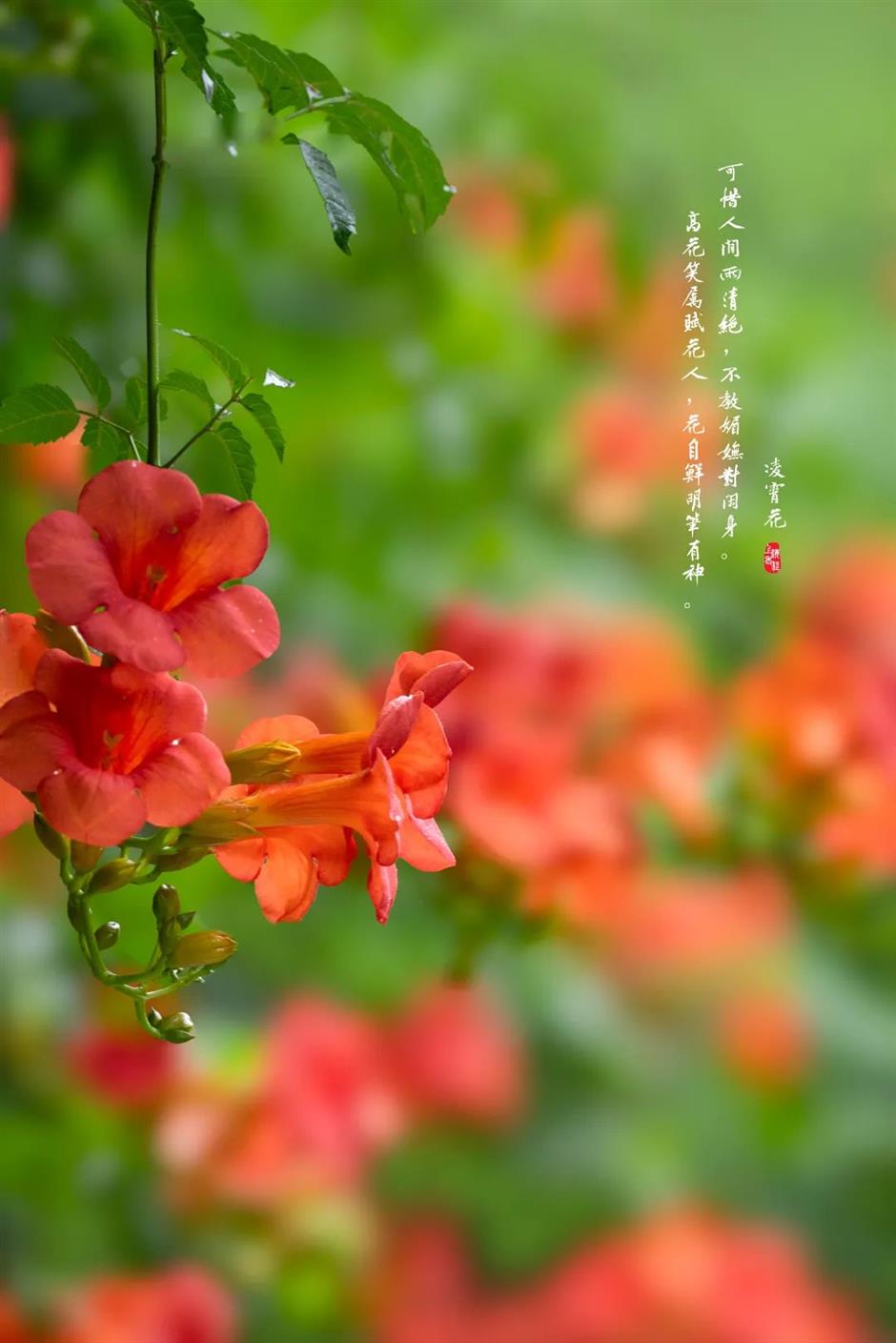 夏日绚烂的橙红色花海,在上海这些免费公园热烈绽放!