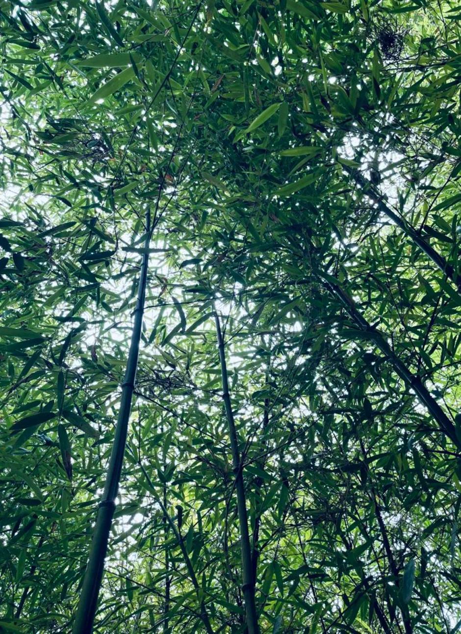 冷门避暑好去处,竹林秘境觅清凉