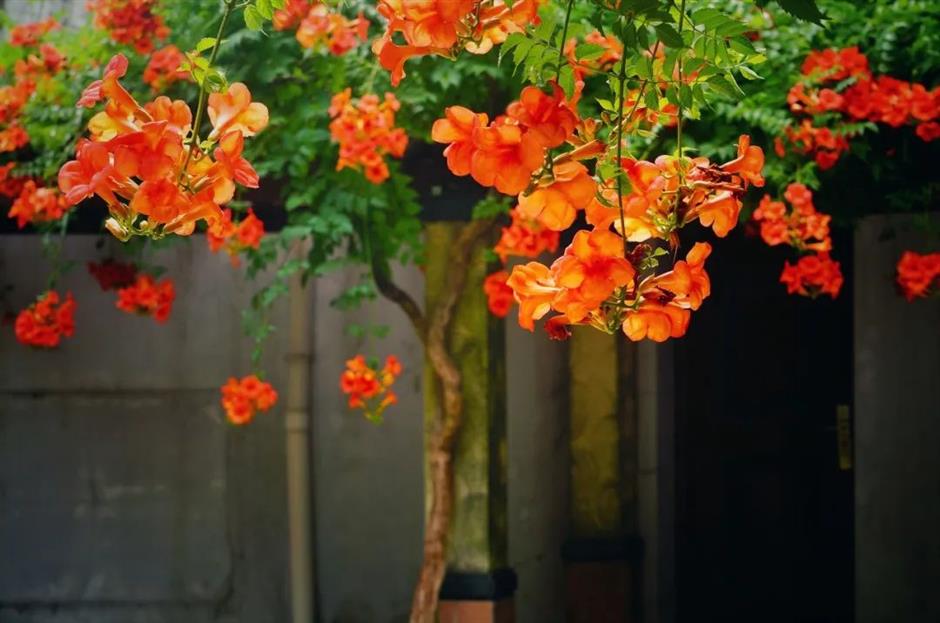 夏日绚烂的橙红色花海,在上海这些免费公园热烈绽放!