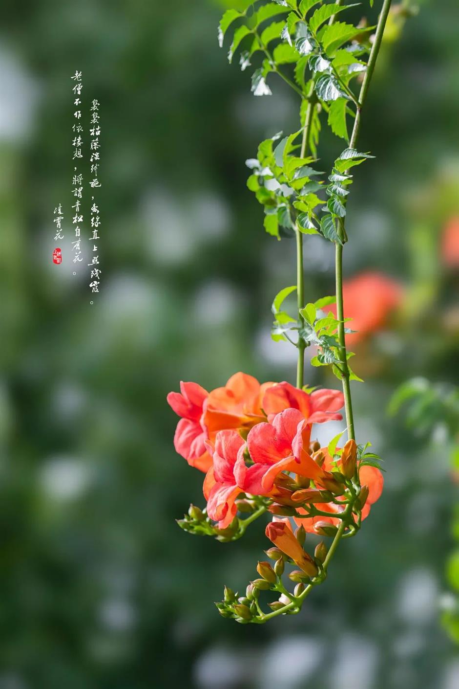 夏日绚烂的橙红色花海,在上海这些免费公园热烈绽放!