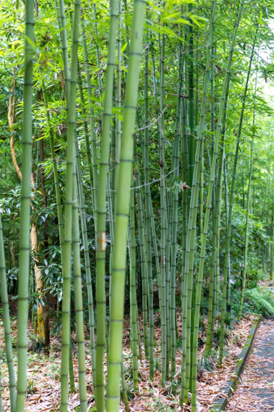 冷门避暑好去处,竹林秘境觅清凉