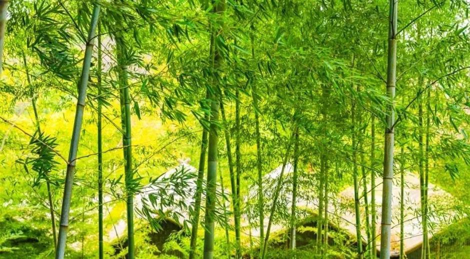 冷门避暑好去处,竹林秘境觅清凉