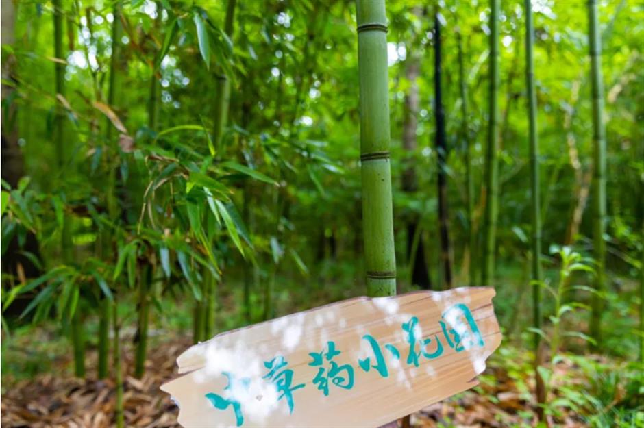 冷门避暑好去处,竹林秘境觅清凉