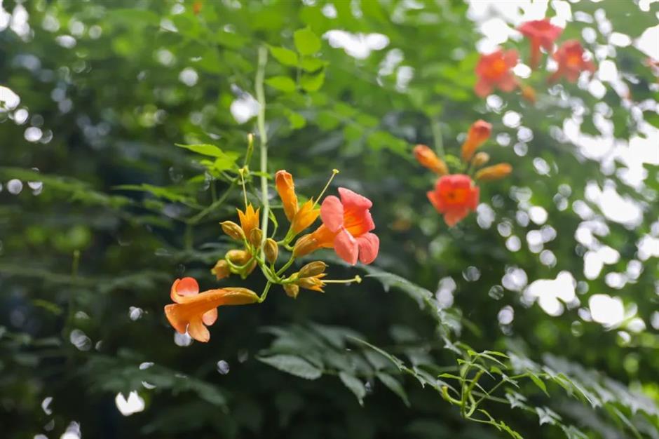 夏日绚烂的橙红色花海,在上海这些免费公园热烈绽放!