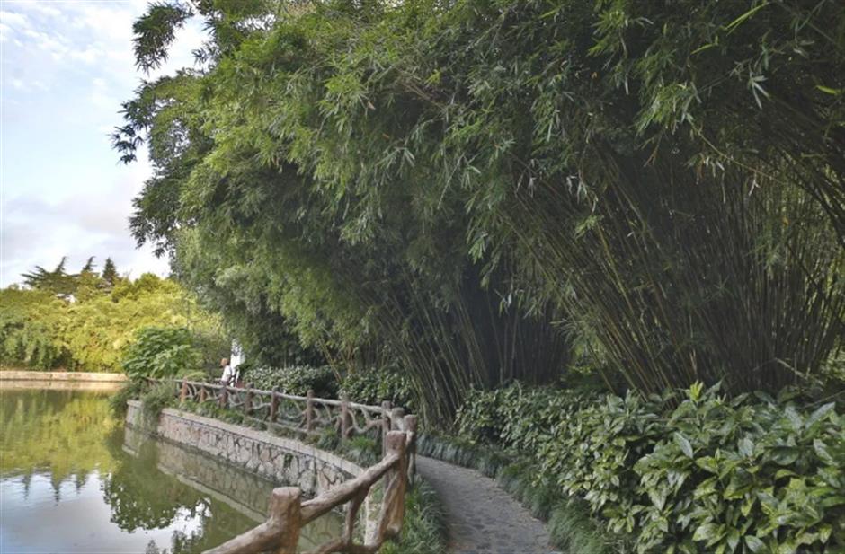 冷门避暑好去处,竹林秘境觅清凉