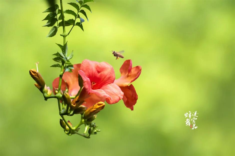 夏日绚烂的橙红色花海,在上海这些免费公园热烈绽放!