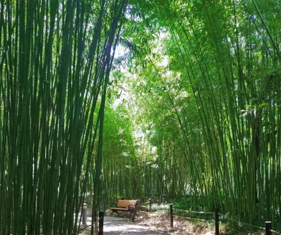 冷门避暑好去处,竹林秘境觅清凉