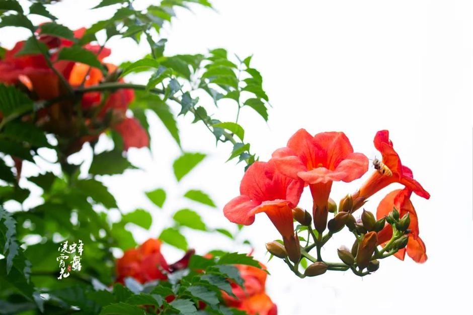 夏日绚烂的橙红色花海,在上海这些免费公园热烈绽放!