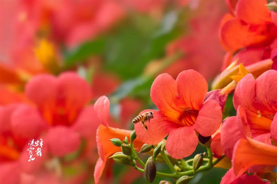 夏日绚烂的橙红色花海,在上海这些免费公园热烈绽放!