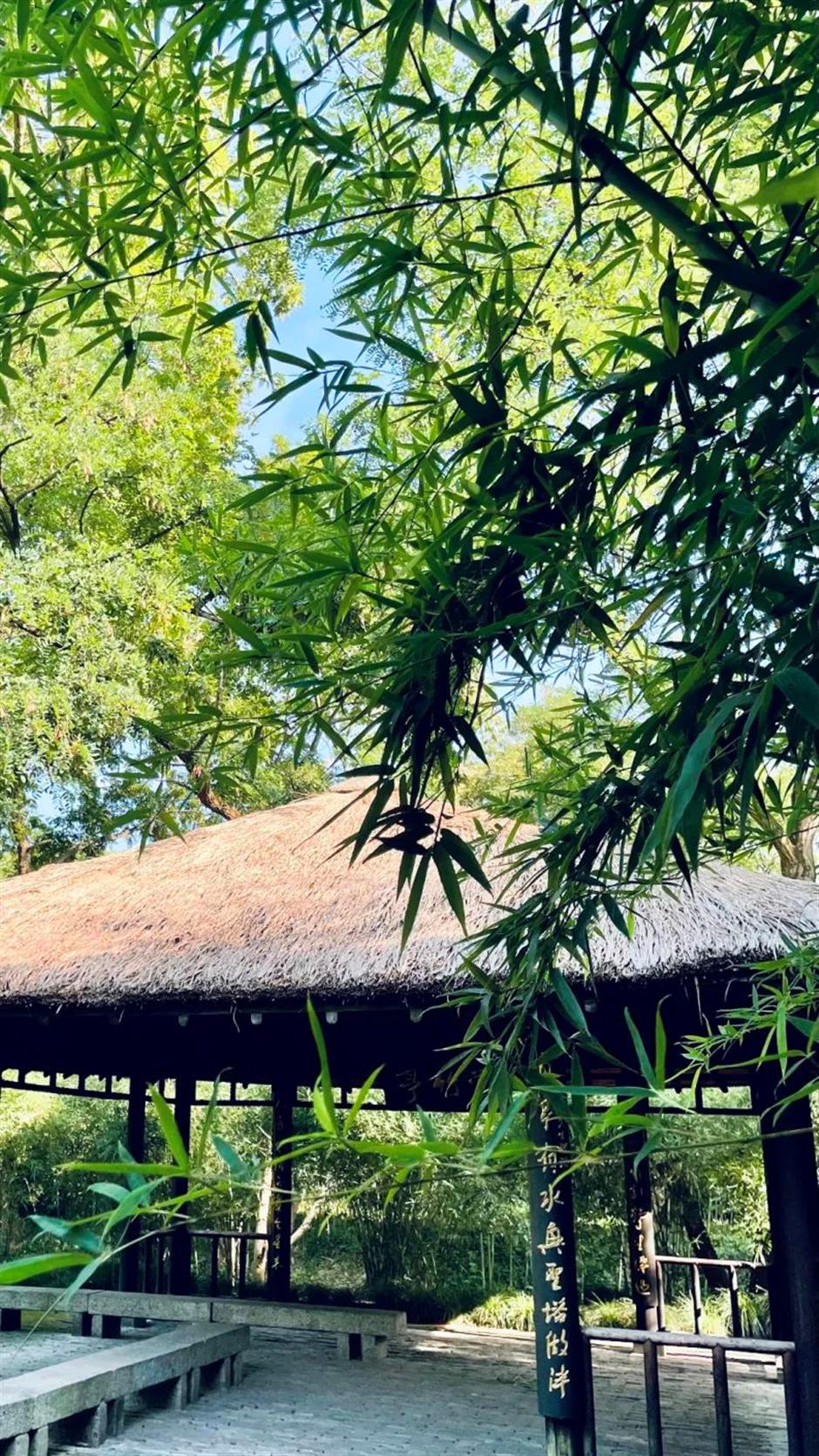 冷门避暑好去处,竹林秘境觅清凉