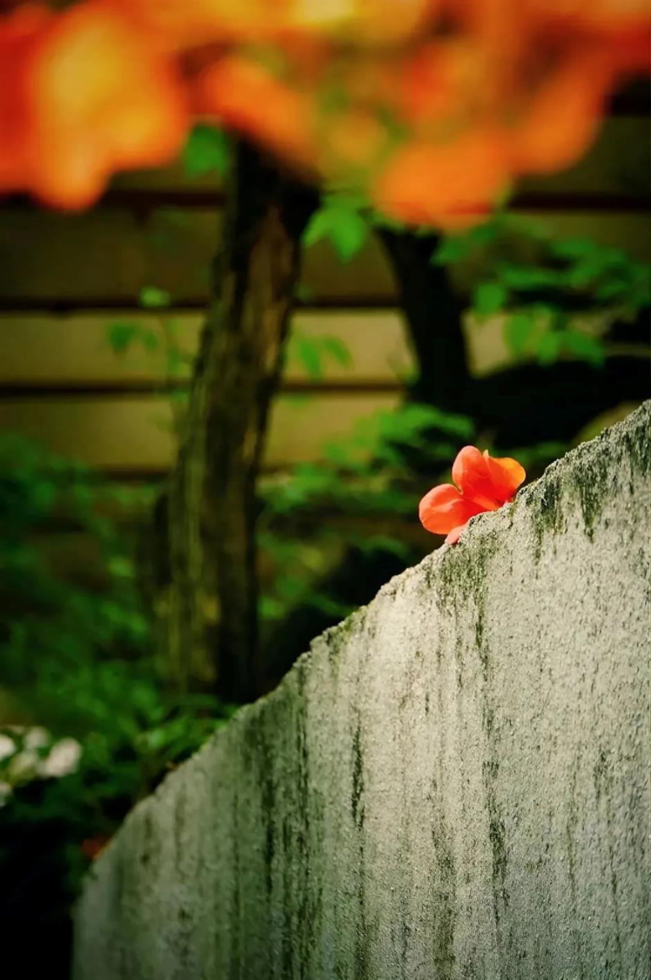 夏日绚烂的橙红色花海,在上海这些免费公园热烈绽放!