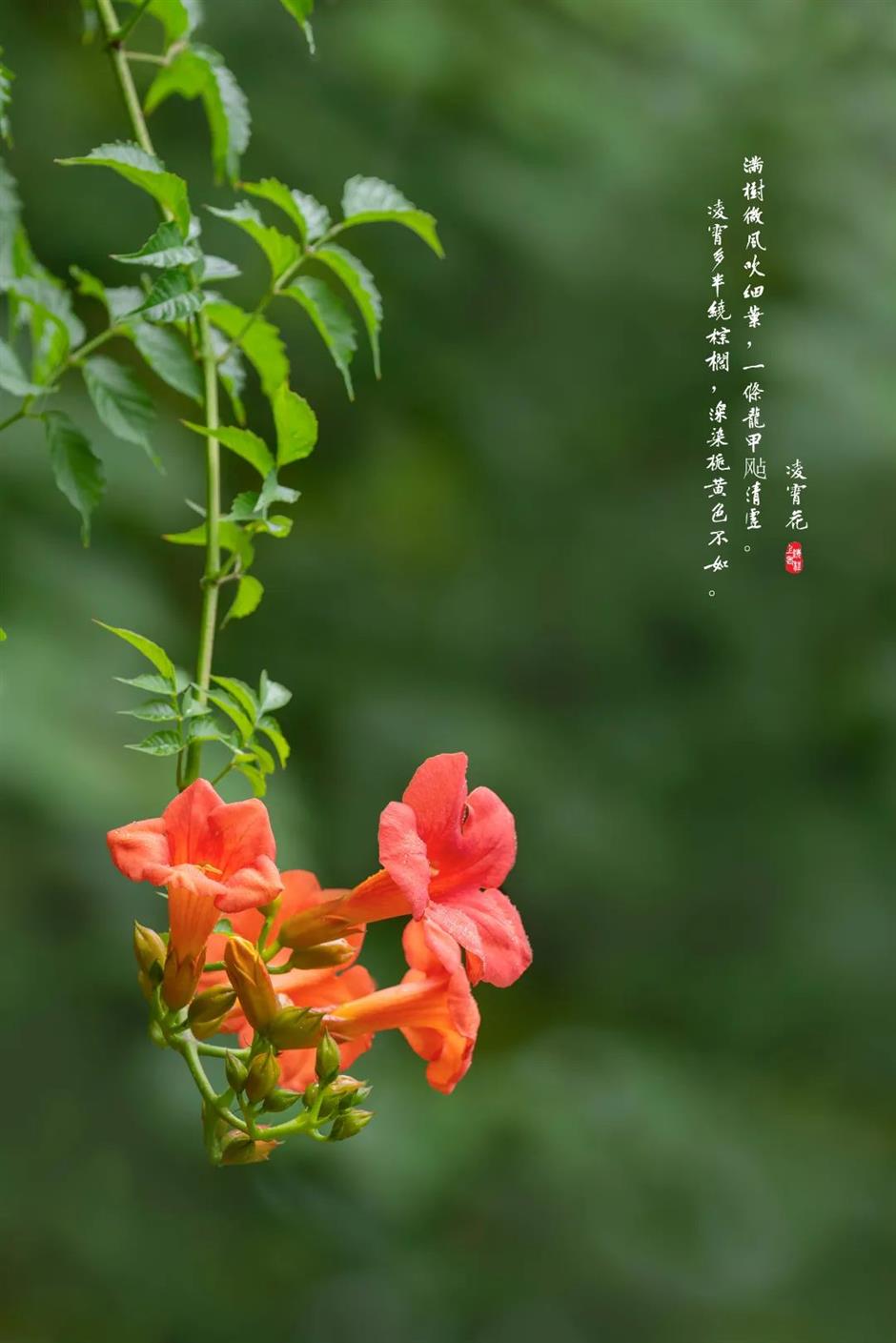 夏日绚烂的橙红色花海,在上海这些免费公园热烈绽放!