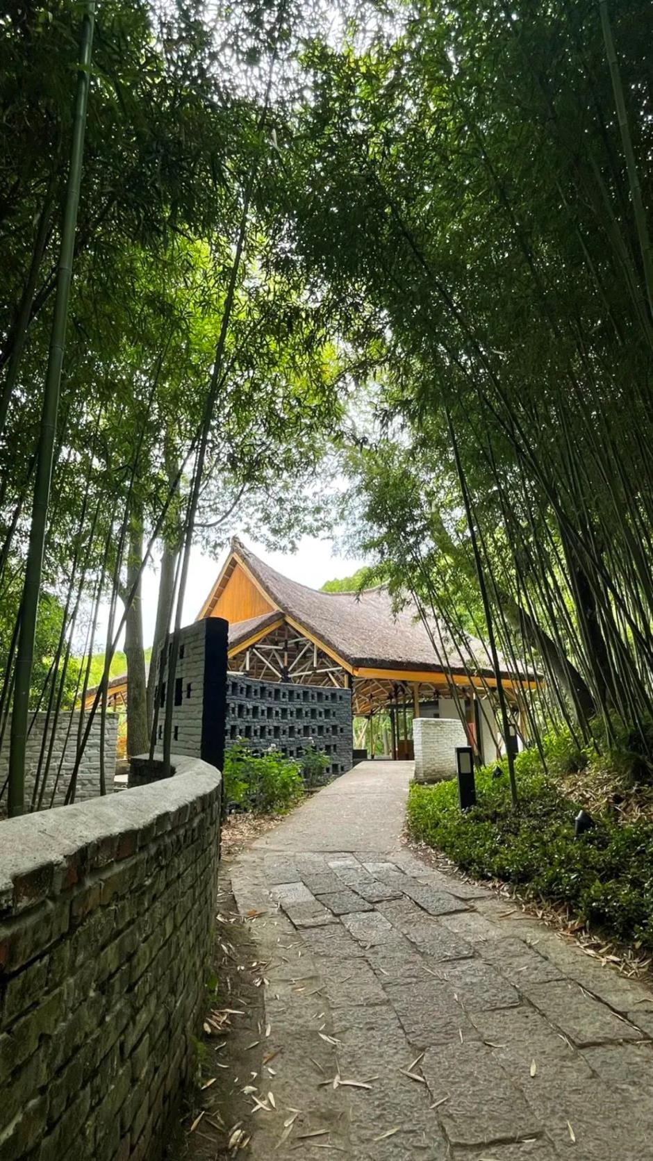 冷门避暑好去处,竹林秘境觅清凉