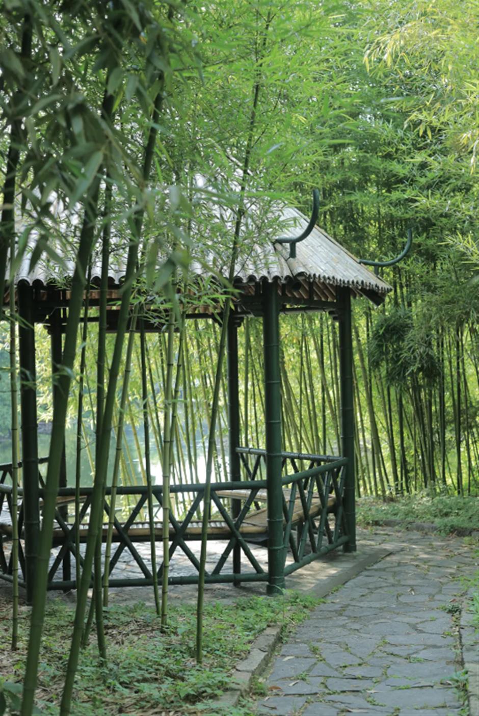 冷门避暑好去处,竹林秘境觅清凉