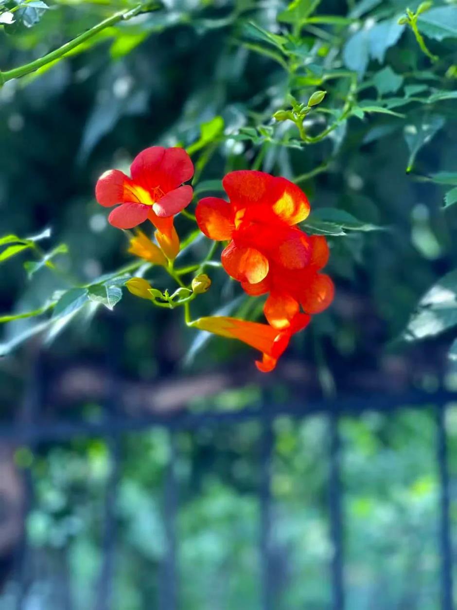 夏日绚烂的橙红色花海,在上海这些免费公园热烈绽放!