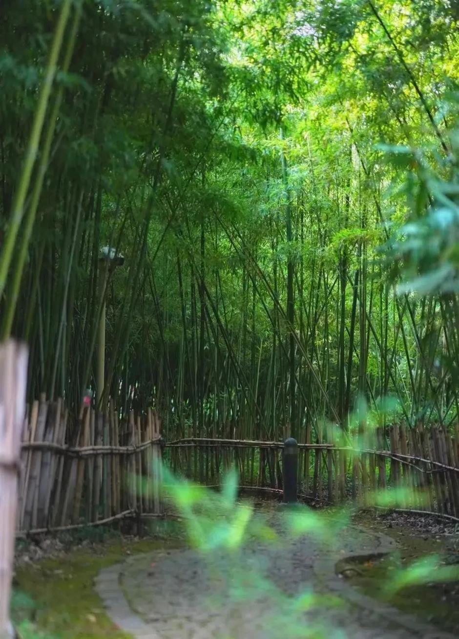 冷门避暑好去处,竹林秘境觅清凉