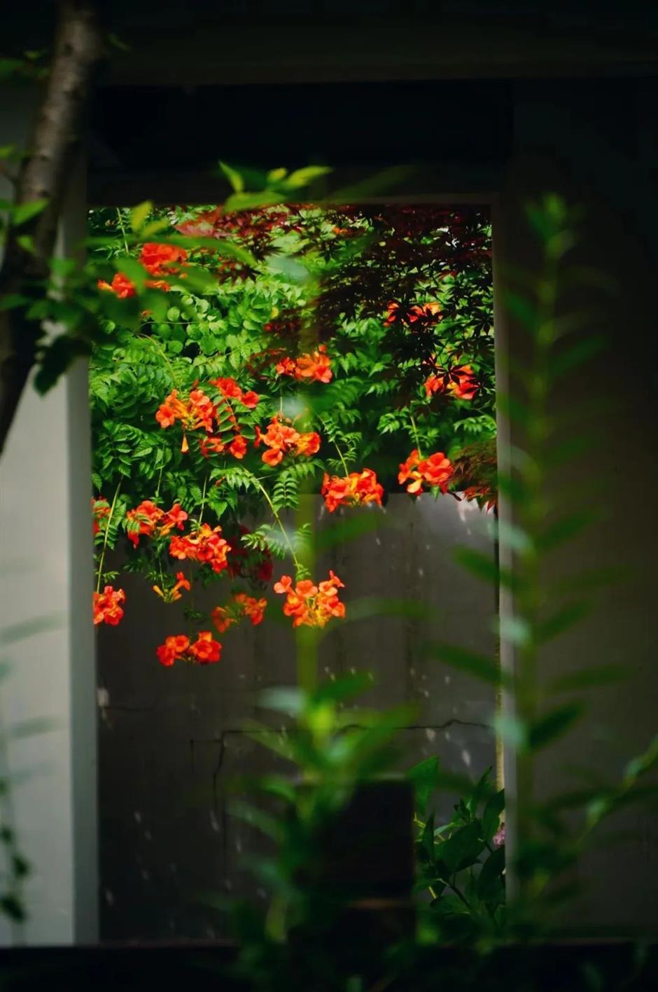 夏日绚烂的橙红色花海,在上海这些免费公园热烈绽放!