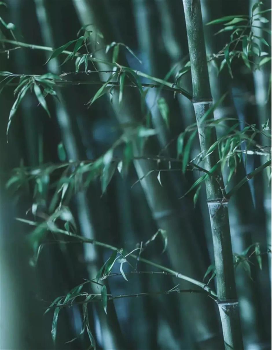 冷门避暑好去处,竹林秘境觅清凉