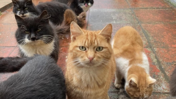 Compensation reprieve for cat lover in badminton injury case