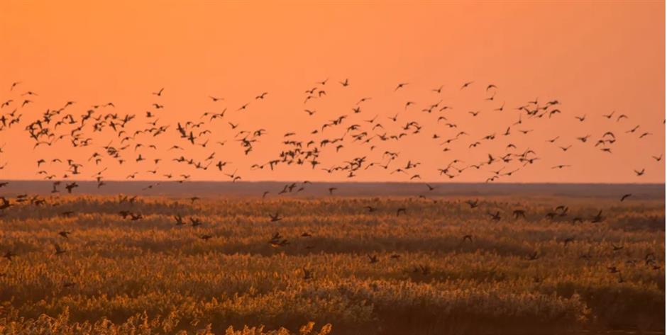 上海首个世界自然遗产之地诞生:上海崇明东滩候鸟栖息地成功列入《世界遗产名录》