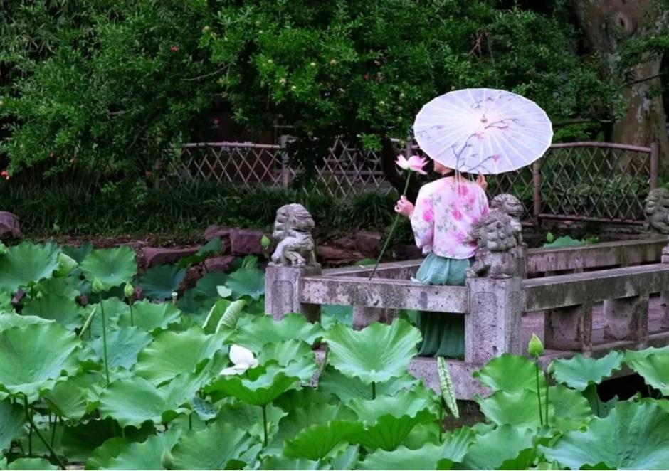 上海这个古风园林绝了!荷花满池,绿荫蔽日,宛如仙境