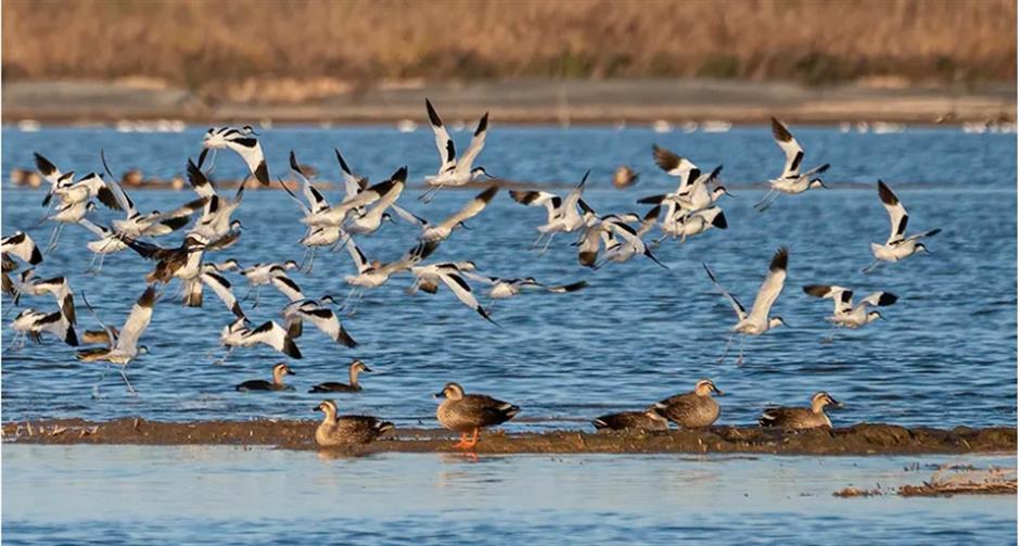 上海首个世界自然遗产之地诞生:上海崇明东滩候鸟栖息地成功列入《世界遗产名录》