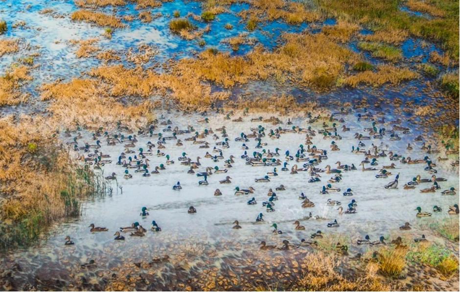 上海首个世界自然遗产之地诞生:上海崇明东滩候鸟栖息地成功列入《世界遗产名录》