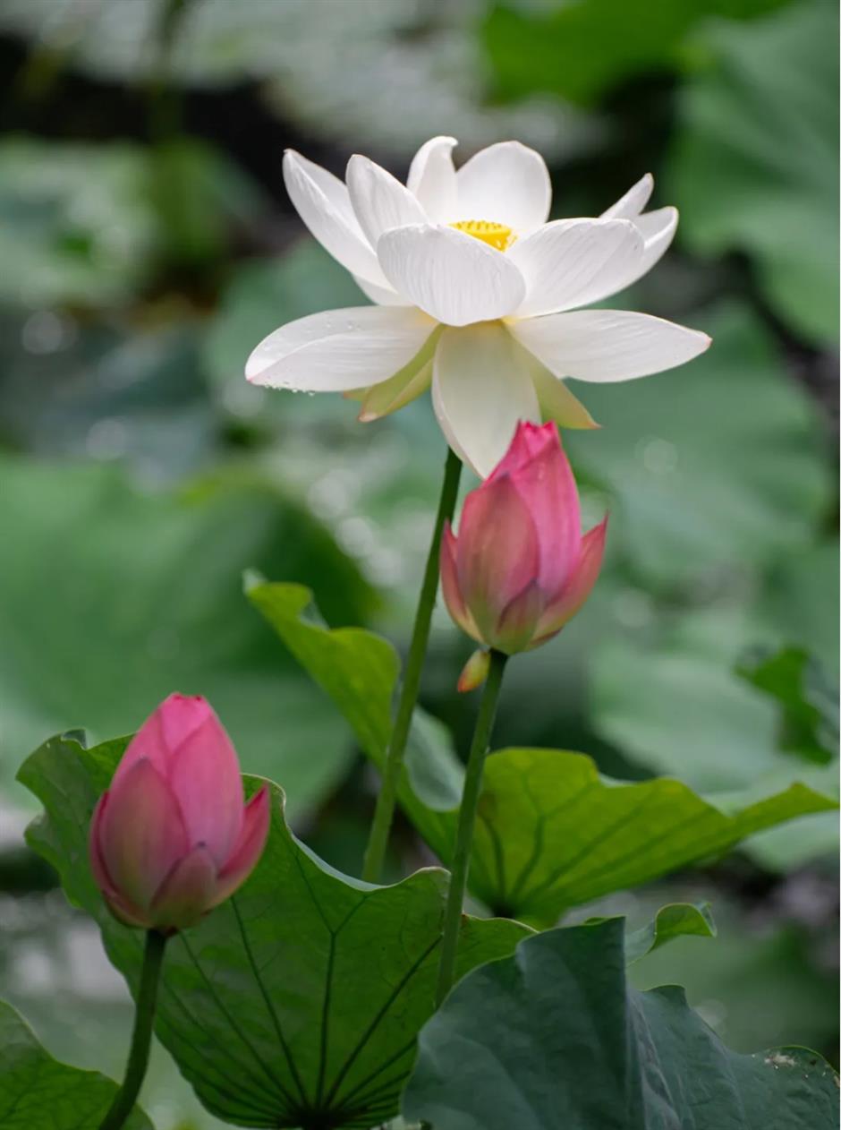 上海这个古风园林绝了!荷花满池,绿荫蔽日,宛如仙境