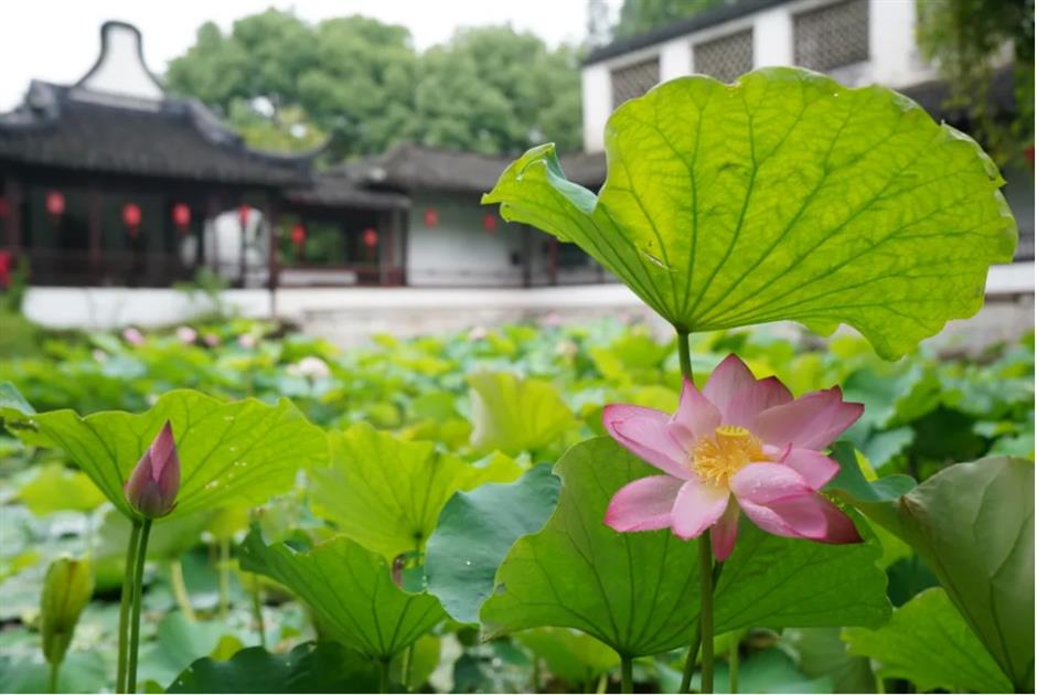 上海这个古风园林绝了!荷花满池,绿荫蔽日,宛如仙境